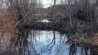 Часть 5.Бобровая дамба возле дороги.We disassemble the beaver dam near the road.