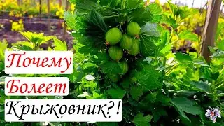 Почему болеет Крыжовник и как бороться с его болезнями!