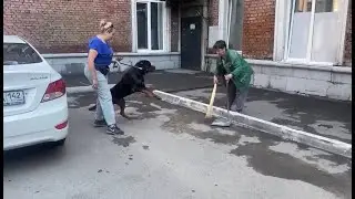 Одержимость тенью и лазерной указкой (Ротвейлер)