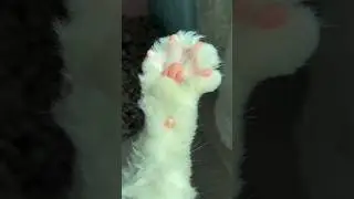 Котики 🐈 САМОЕ МИЛОЕ ВИДЕО #cat #кот #catvideos #funny #funnyanimals #funnypets #anime #animeedit
