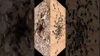 Что означают муравьи в картинах Сальвадора Дали? 