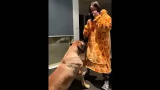 Big Boerboel Female Loves Her Little Sister