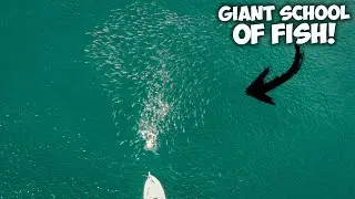 BIG JACK CREVALLE, COBIA, AND BULL SHARKS! (Live Bait Fishing)