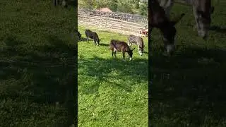 Arkadaşım eşşek 