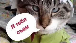 Милое видео с животными #милоевидео #тренды #люблюсобак #люблюкошек