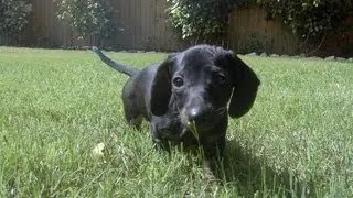 Cute Puppy Under the Couch