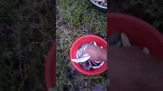Мохи сур хоб