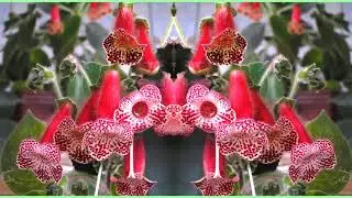 Колерия
