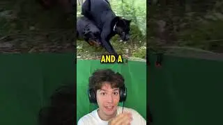 Pet Dog Plays With Pet PUMA *CUTE*