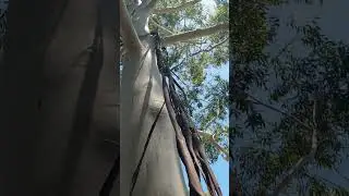 bark tree
