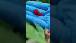 Cranberry hunting 