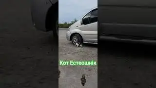 Кот Естеошнік #сто #приколи