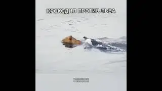 Крокодил против льва