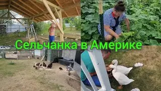 НА ХУТОРЕ У СЕЛЬЧАНКИ ! СЕЛЬСКИЕ БУДНИ В АМЕРИКЕ!