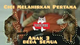 Kucing Melahirkan | Si Cici Lairan