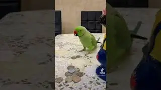 Копилка Вася и говорящий ожереловый попугай Ричи
