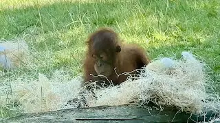 Baby Orangutan Works Hard To Make Comfy Bed
