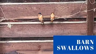 Barn swallows at a Northern California horse stable #shorts