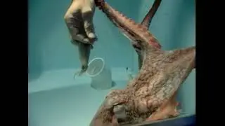 Animals Atlas season 1 Episode 21:Masters of Disguise