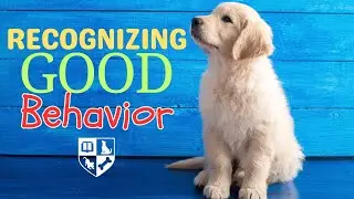 Recognizing Good Behavior - What people miss about their dogs behavior.