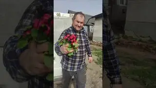 Редиска в касеті