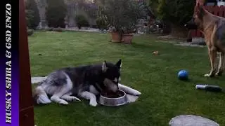 Will Miss Picky Lady Approve Her Dinner That Enzo Has Forgotten About Already:!