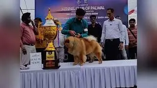 Palwal Dog Show -2024 || Final Result|| Judge - Mr. Ranjeet Singh Munjal|| #dogshow #championship ||