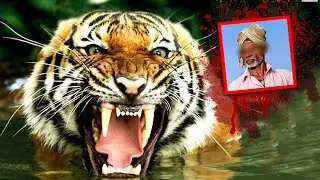 One of The Most TAGIC DEADLY TIGER ATTACKS in Indian History!