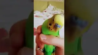 с попугаям всё норм#чипичапа