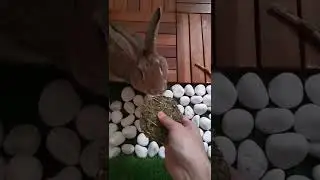 Baking a cake for by rabbit