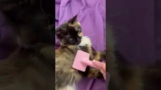 Combing with Calypso (Ramapo-Bergen Animal Refuge)