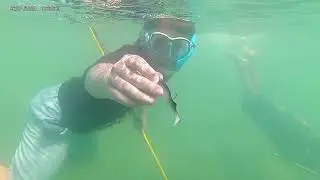 Underwater Exploration 1 | Freshwater Spearfishing Tips | simplifiedspearfishing.com