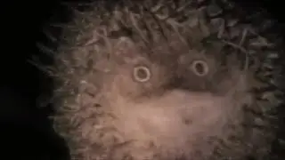 Как манит гнозис.   Полюбившие ложь