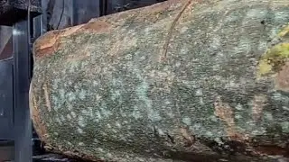 like there's a mine in this wood.. sawmill