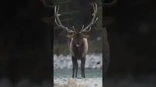 Благородные олени сбрасывают рога каждый год, после чего отращивают новые