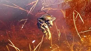Nekfrogmantik