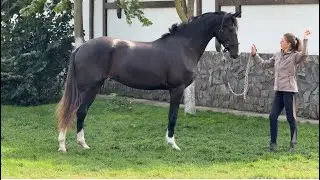For Sale! mare Satori by Secret - Grad, 2022 y.b., 168 cm, OL, for dressage