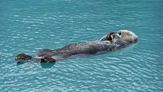 The Sea Otter | A Brief Overview 🦦