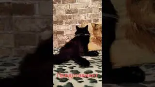 Кот Босс Утренняя мойка)