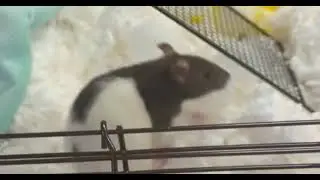 Dice got the zoomies