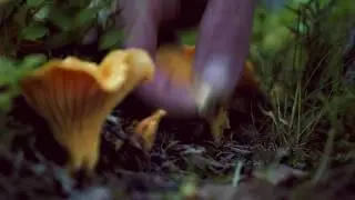 The growth of Chanterelles