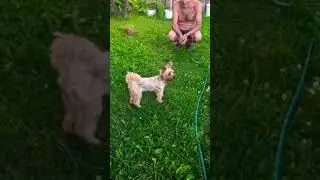 А на даче всегда хорошо