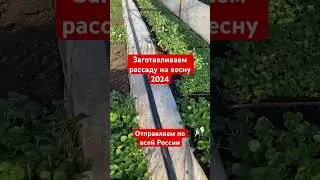 Отправляем рассаду клубники по всей России