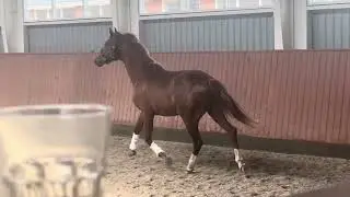 HP Vincent (Vitalis x Florencio x Rubinstein)