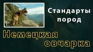 Стандарты пород. Немецкая овчарка