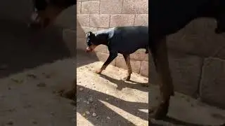 #doberman