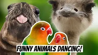 Funny Animals Dancing! | VIX