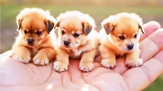 Los Perritos Pulgarcitos. Asombrosos y Pequeñitos. Canción para Bailar