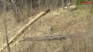 Весенний сплав по реке Пезуха 4
