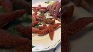 Diving for & Eating Starfish in Massachusetts